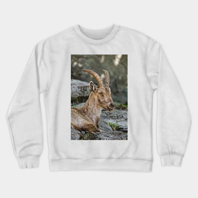 Young Ibex Crewneck Sweatshirt by jaydee1400